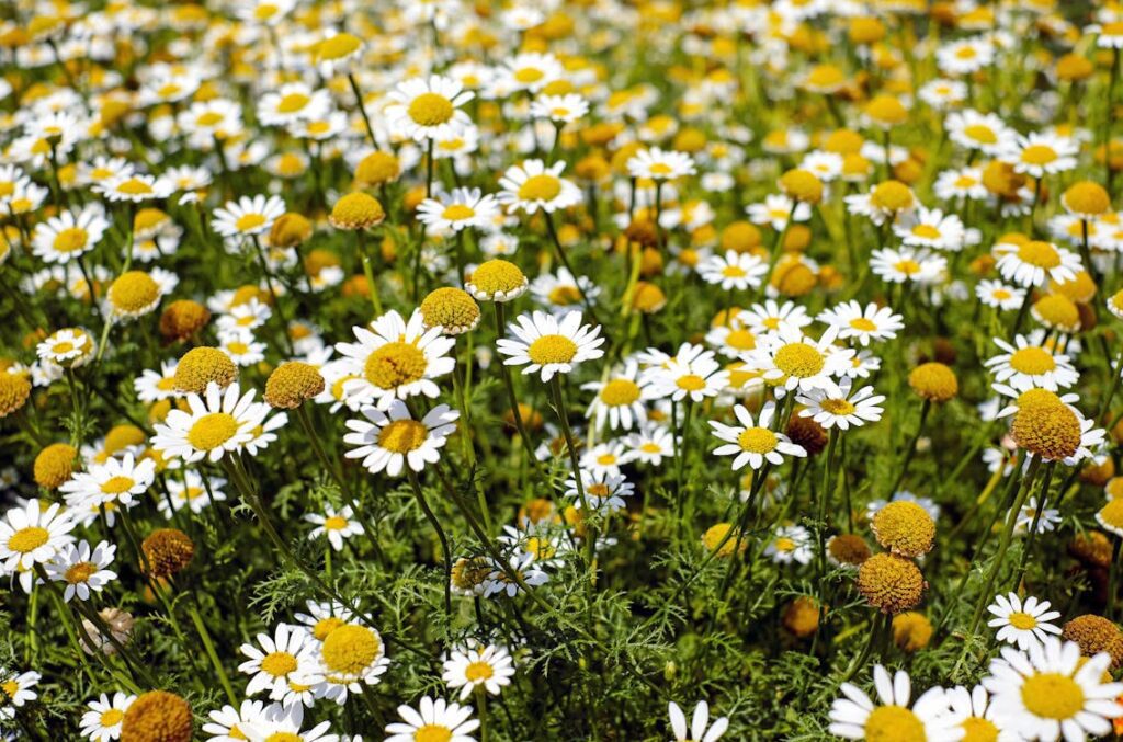 a picture of chamomile featured in the top 5 herbal remedies article