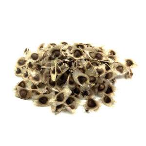 Moringa seeds