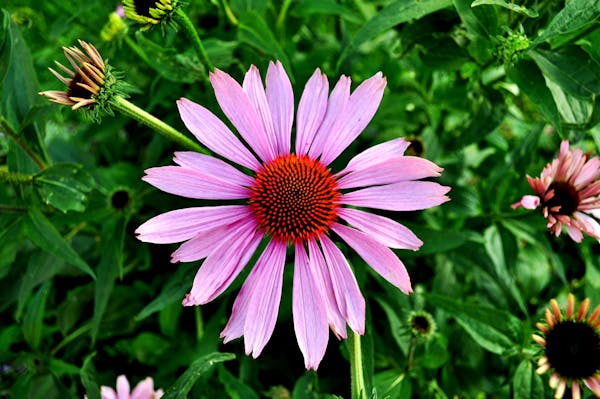 a picture of echinacea featured in the top 5 herbal remedies article